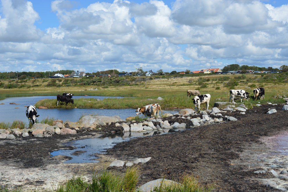 Betesdjur - Apelviken Gamla Köpstad