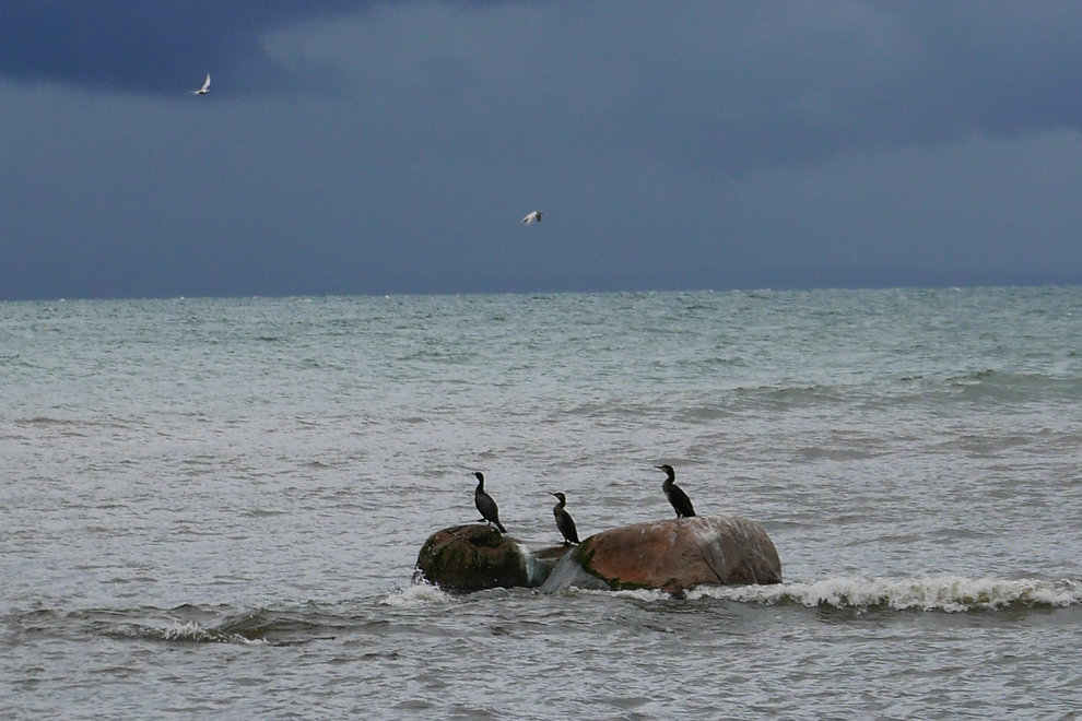 Tre fåglar av arten skarv sitter på två stenar som omges av hav. I horisonten syns två vita fåglar flyga framför en mörk och molnig himmel.