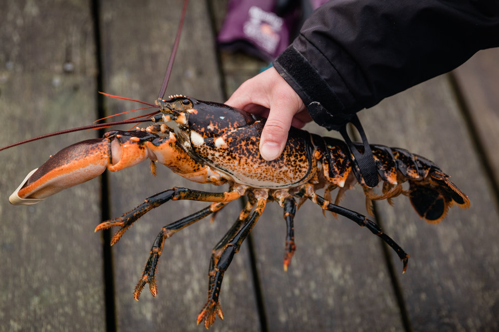 En hand håller upp en hummer ovanför en brygga.