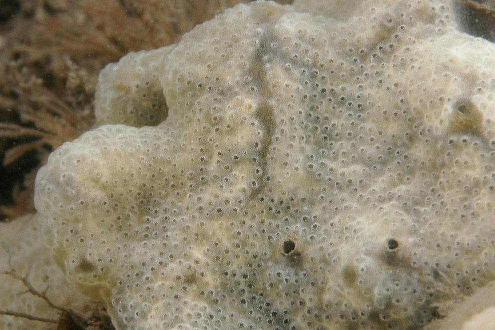Detaljbild på sjöpung (Didemnum vexillum) Foto: GBNNSS-CCW