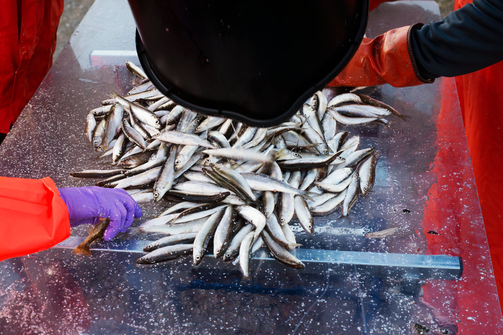 Sortering av fångst vid siklöjefisket. Foto: Eva S Andersson