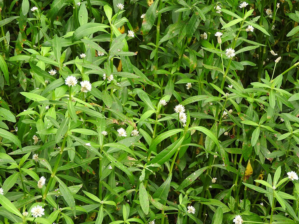 Ett snår av grön växt med vita små blommor - alligatorblad.