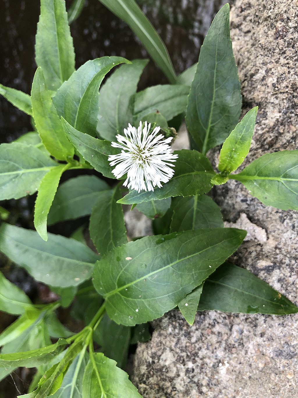 Växt med gröna långsmala blad och vit klotformat blomma.