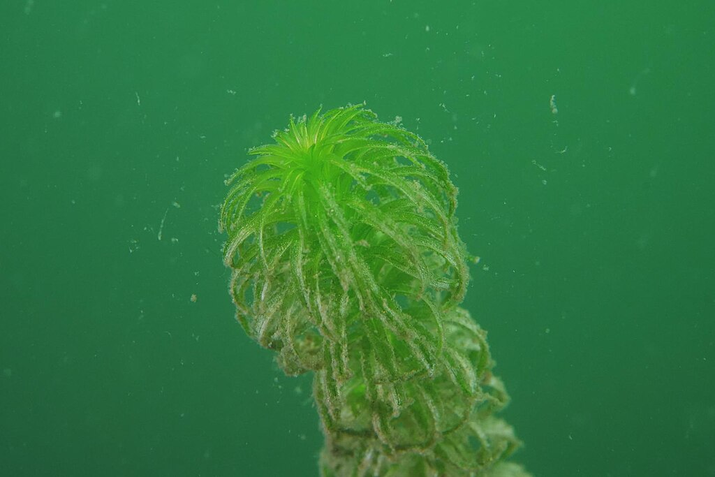 Grön växt i vatten, mörkgröna blad som sitter växelvis spiralformigt runt stjälken, ofta tätt samlade mot toppen.