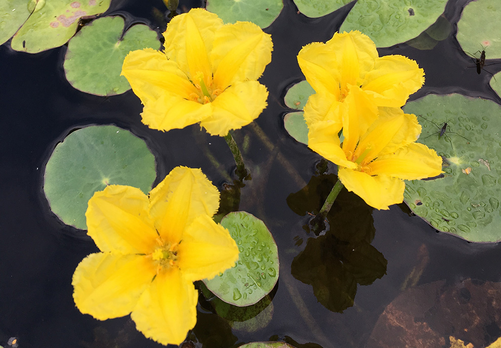 Gula blommor och gröna näckrosliknande blad på vattenyta.