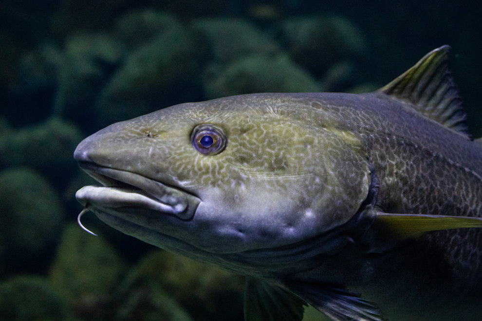 Torsk (Gadus morhua) återfinns i alla Sveriges omgivande hav.