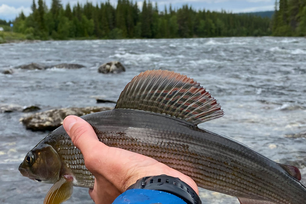 Harr, fångad i Ammarnäs i Västerbotten.