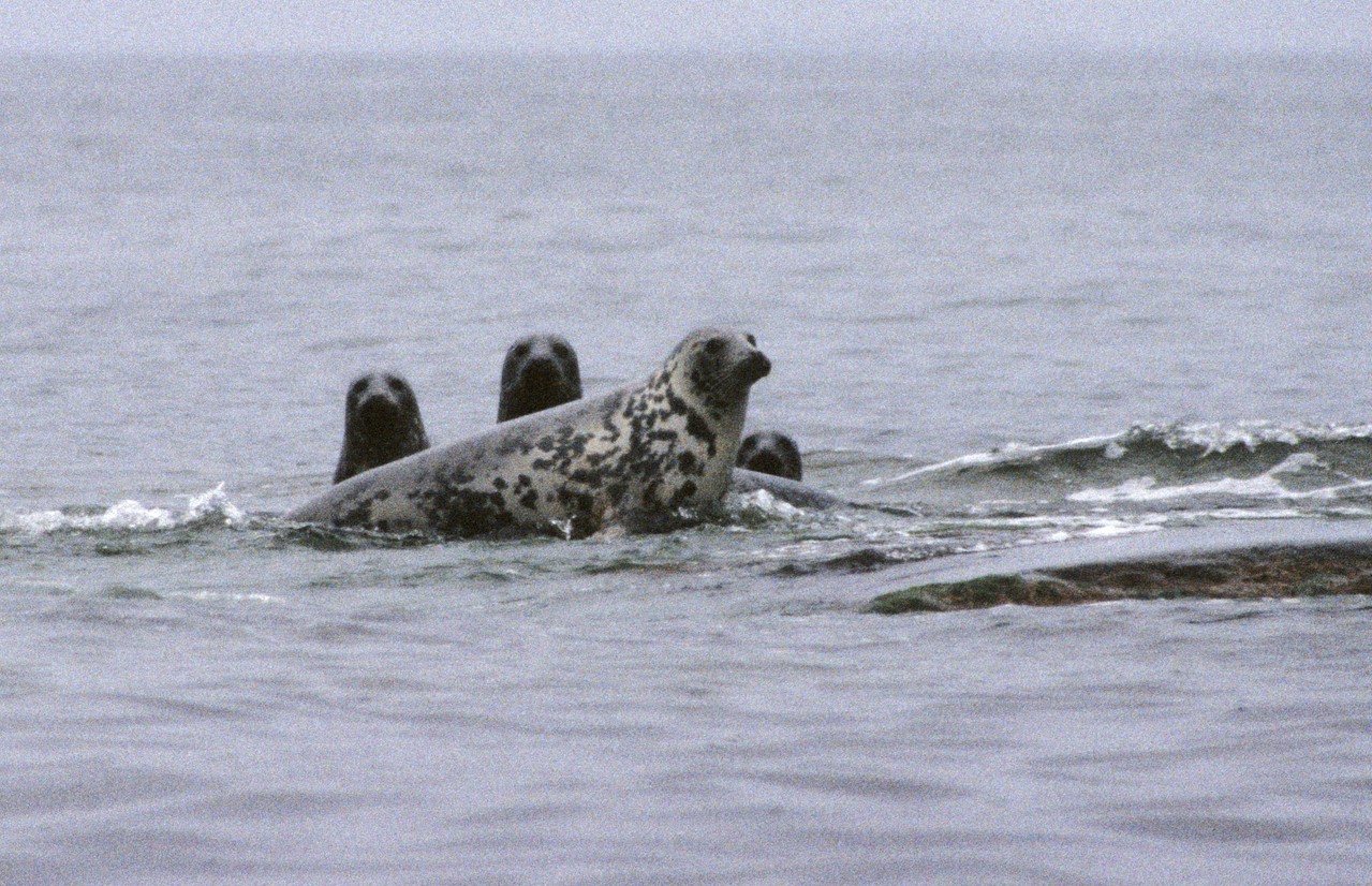 Gråsäl.