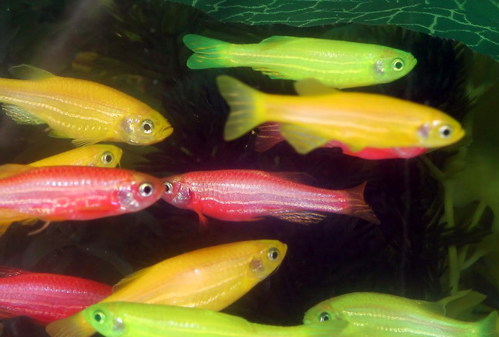 Små fiskar i starka neonfärger.