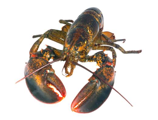 American Lobster. Illustration.