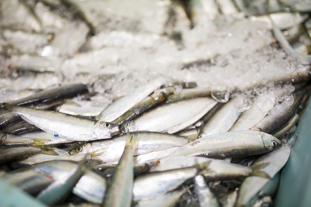 en låda med fångad sill