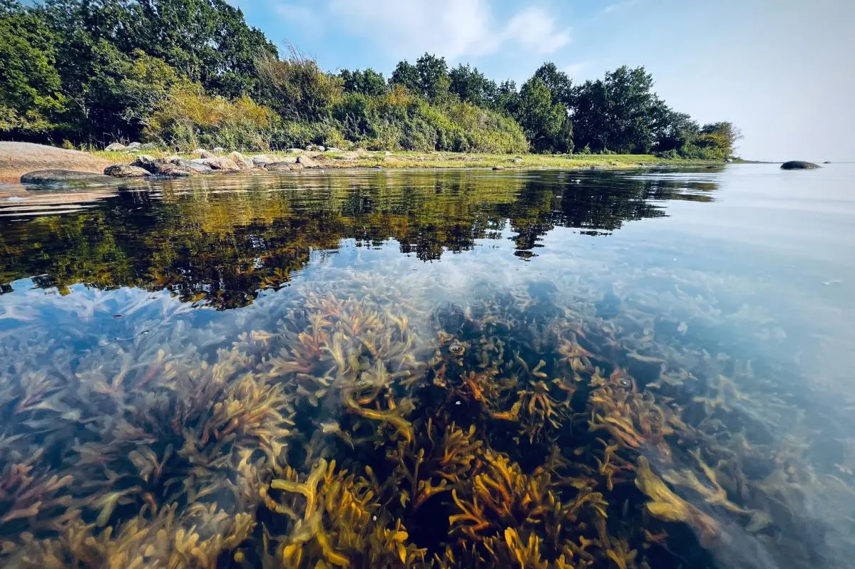 orörd strandmiljö vid Kalmar län kust, med en välutvecklad tångskog under ytan