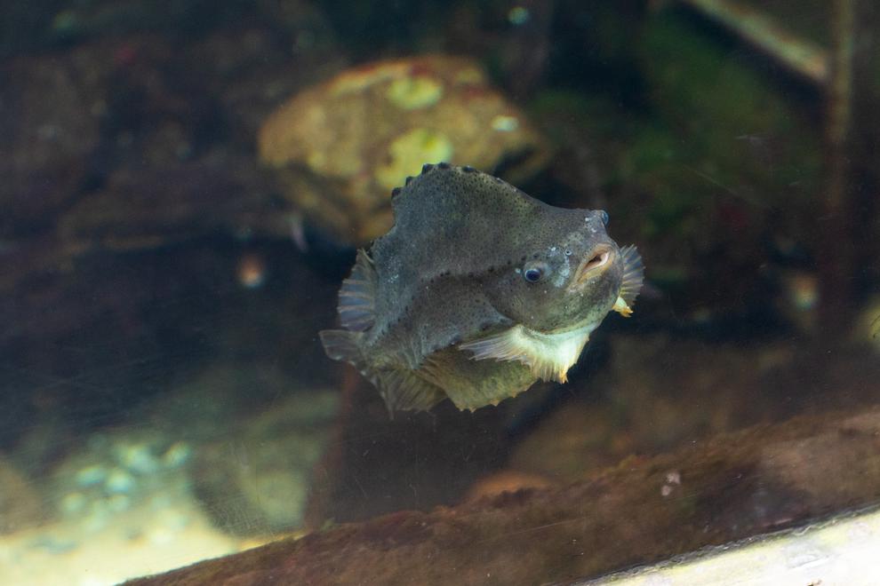 En fisk av arten sjurygg som simmar i vatten.