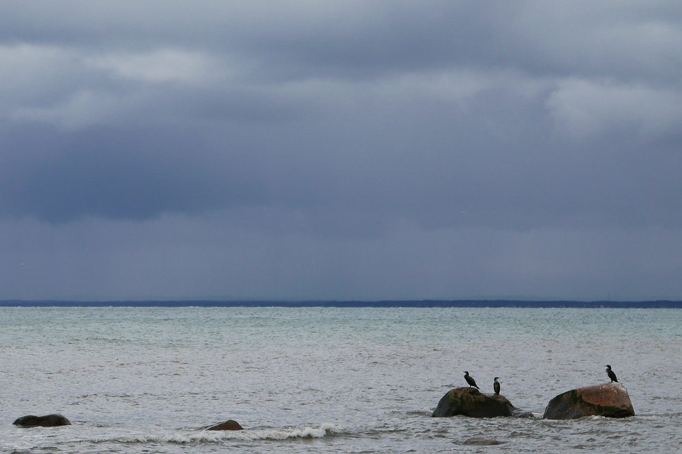 Tre fåglar av arten skarv sitter på två stenar som omges av hav. I horisonten syns en mörk och molnig himmel.