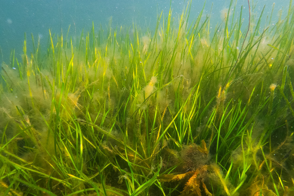Ålgräs och alger, Smarholmen Kungsbacka