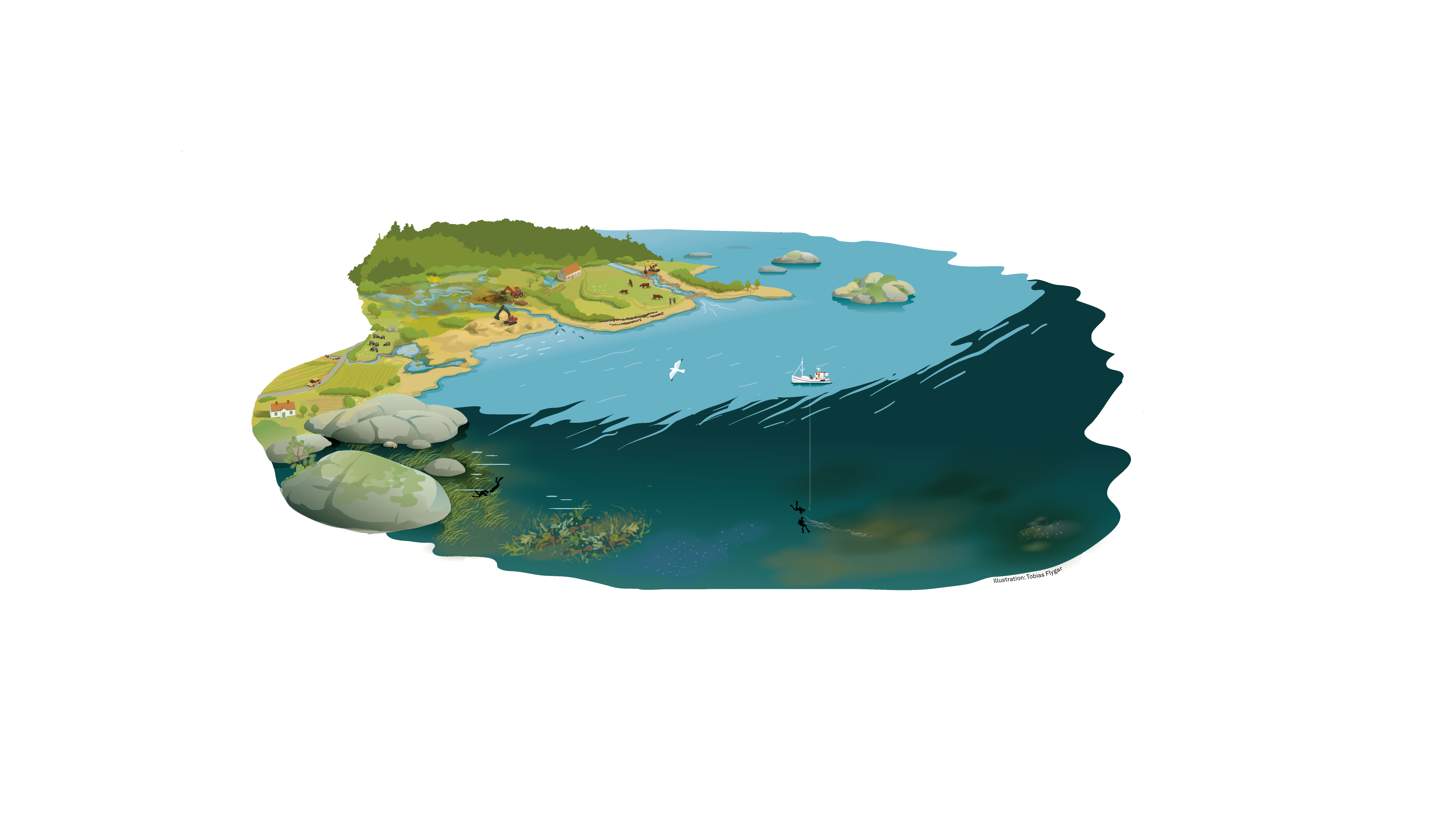 Illustration över hav och kust för att visa olika typer av restaurering - ålgräsodling, våtmarker där gädda leker, mussleodlingar och dykare som ta hand om spökgarn. Illustration: Tobias Flygar/Studio Flygar 