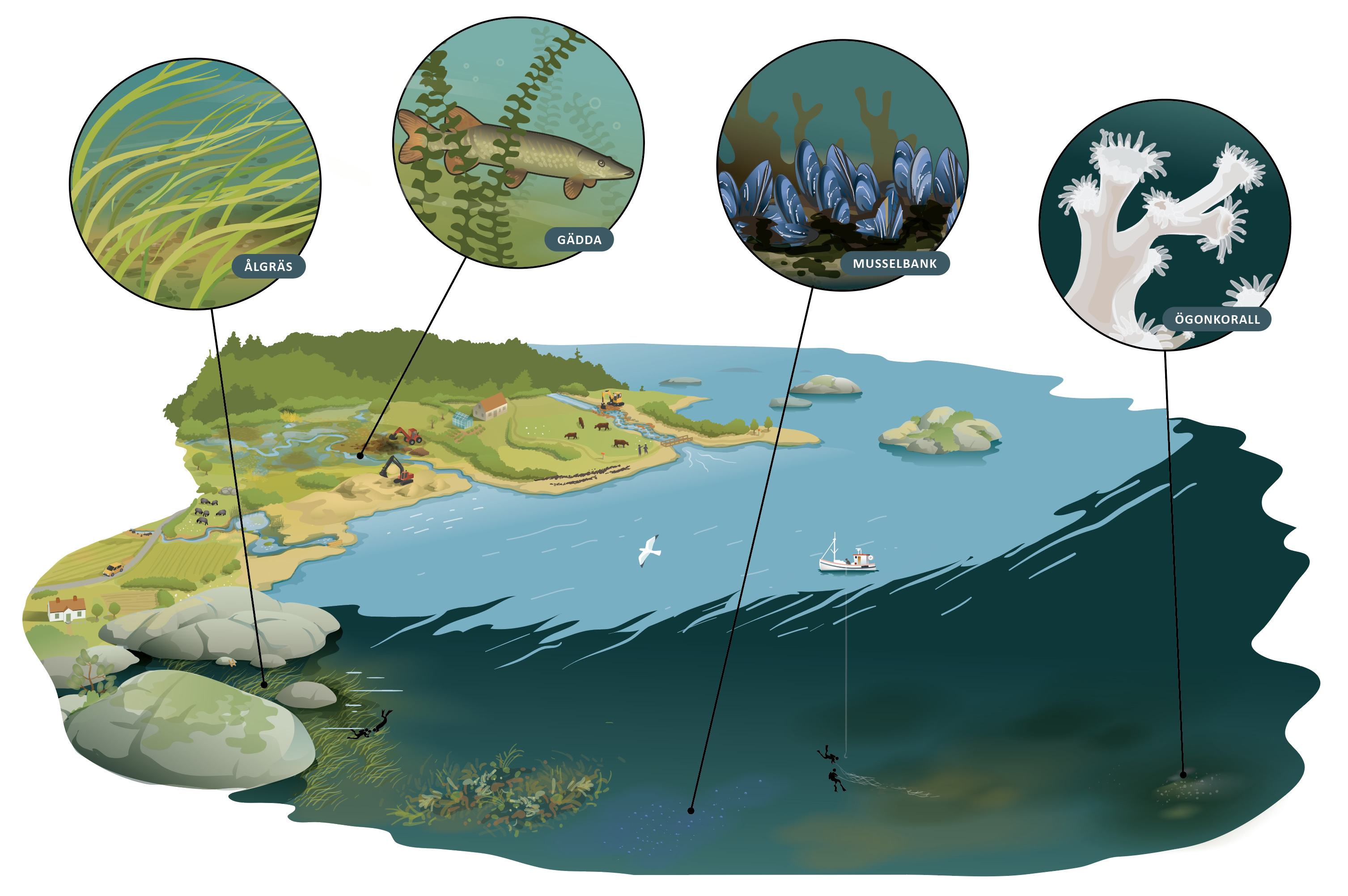 Illustration över vilka restaureringsåtgärder man kan finna i marin miljö.