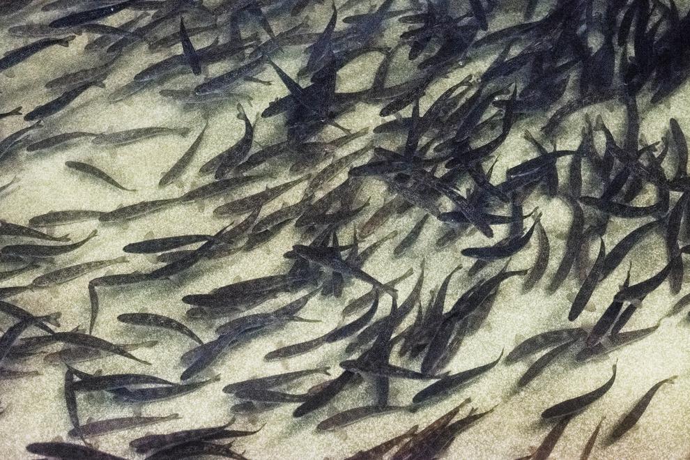 Flertalet små laxöringar som simmar tätt intill varandra i ljust vatten.
