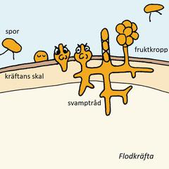 Illustration av kräftpest.