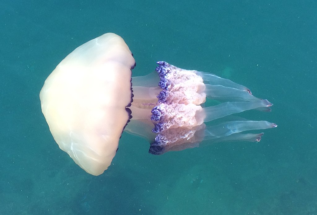 Lungmanet simmande i vatten