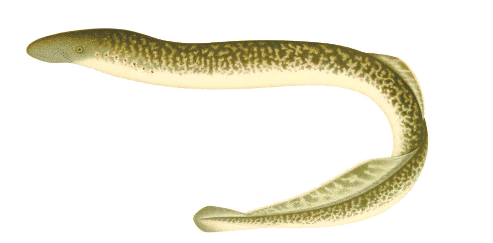Illustration på havsnejonöga ur "Skandinaviens fiskar", 1895, av Wilhelm von Wright.