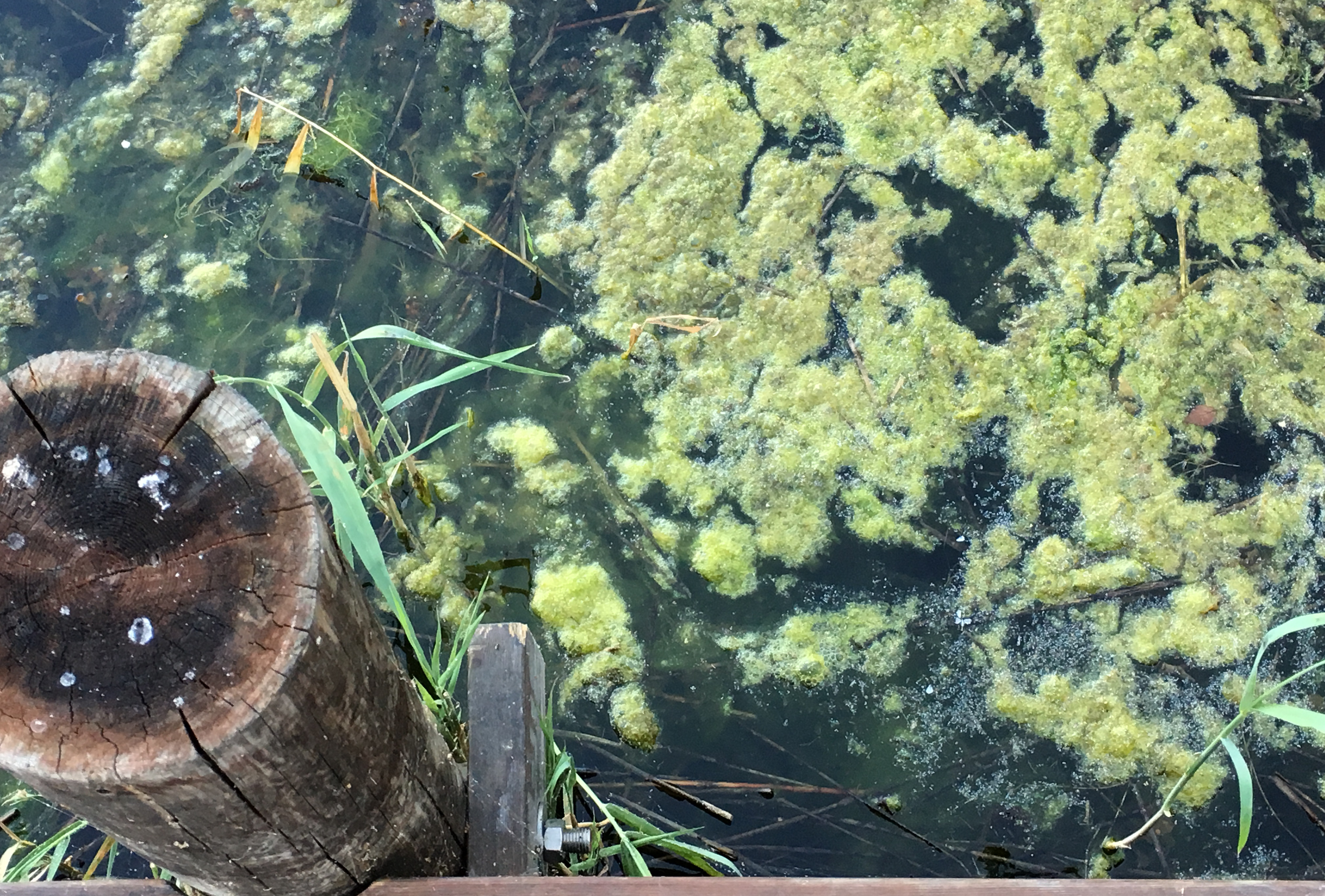 Övergödning leder ofta till en ökad produktion av växtplankton och fintrådiga alger. Sommartid kan övergödning leda till massförökning av växtplankton, så kallad algblomning. Foto: Monica Forsell/HaV