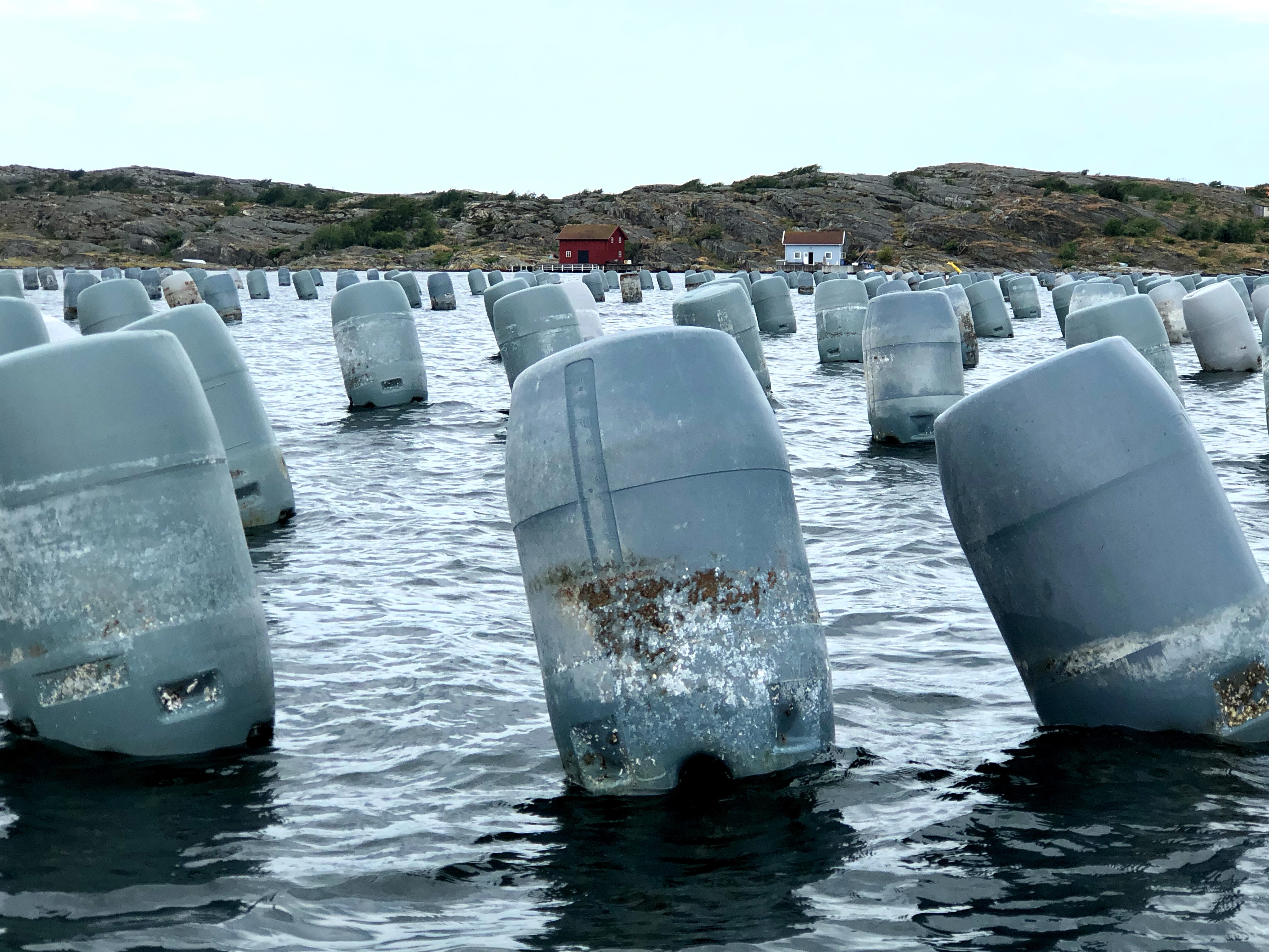 Musselodling i Västerhavet