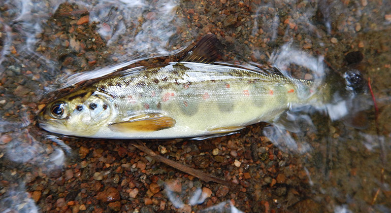 I Gullspångsälvens strömmande vatten lever den unika Gullspångslaxen. Foto: Länsstyrelsen Västra Götaland