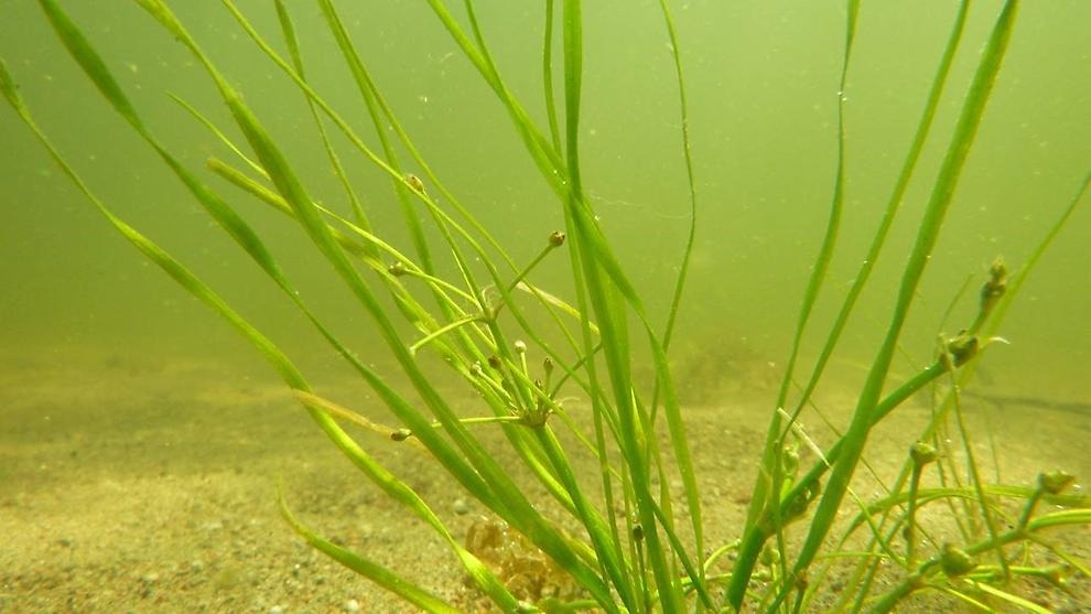 Småsvalting. Foto av Naturvatten AB