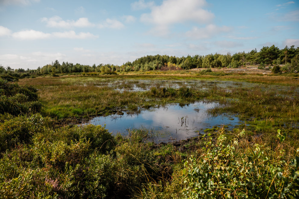 Våtmark.