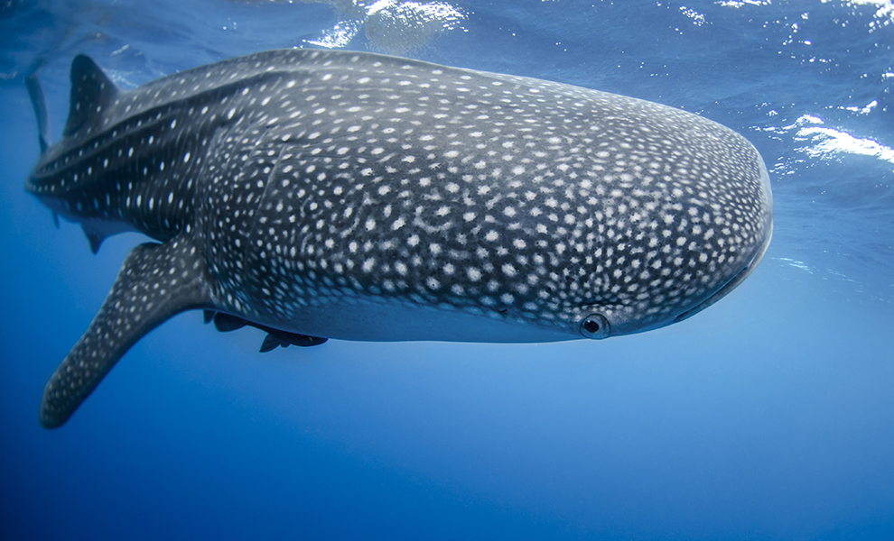 Valhajen, världens största fisk, finns bland annat i Indiska oceanen. Foto: NOAA, Sam Farkas