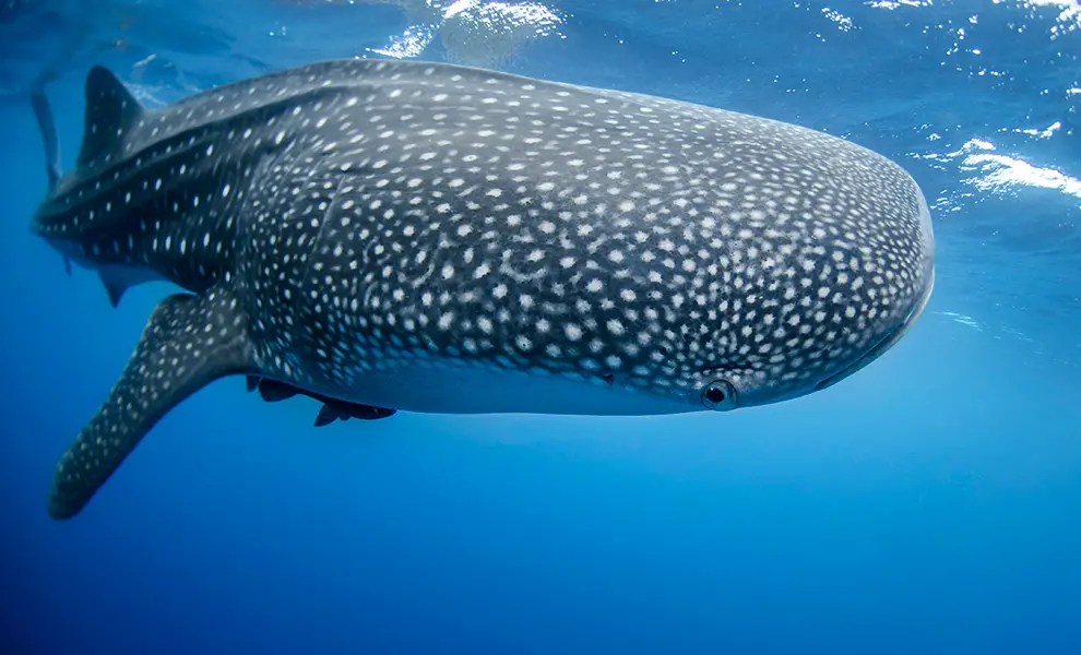 Valhajen, världens största fisk, finns bland annat i Indiska oceanen. Foto: NOAA, Sam Farkas