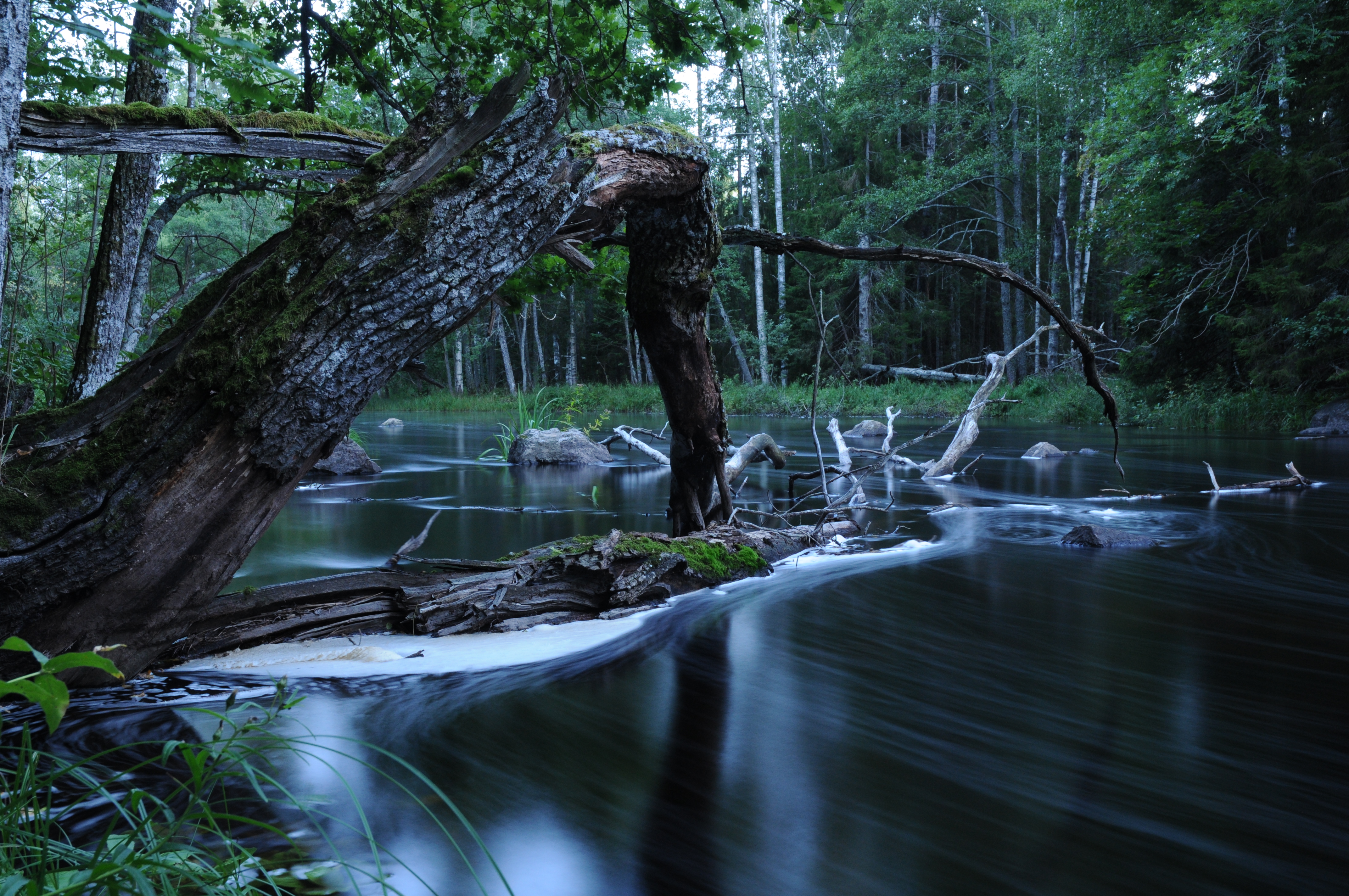 I Testeboån finns stora kvillområden (vattendrag med förgreningar), vilka gynnar den biologiska mångfalden. Foto: Fredrik Stjernholm