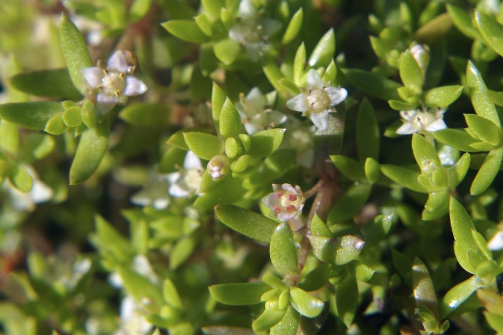 Grön växt med vita blommor.