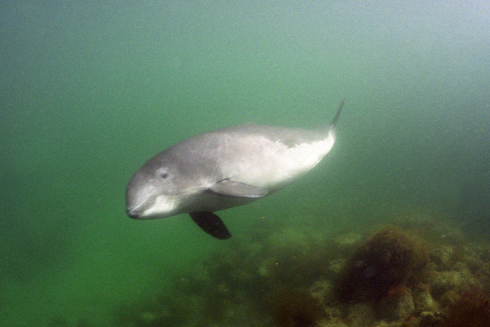 Tumlare (Phocoenidae) vid Fyn, Danmark