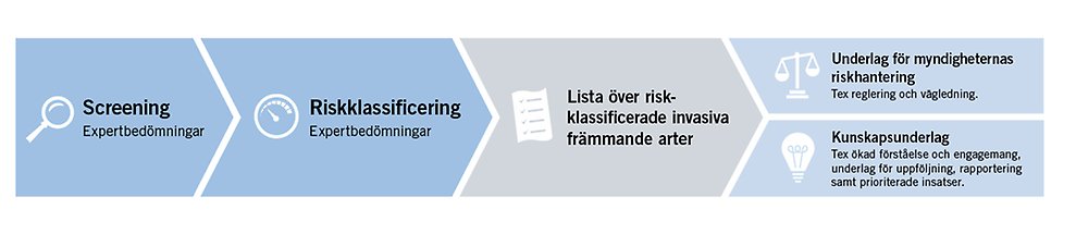 Illustration. Första steget i arbetet är screening, sedan görs en riskklassificering och slutligen en lista. Listan fungerar som kunskapsunderlag och som underlag till myndigheternas riskhantering.