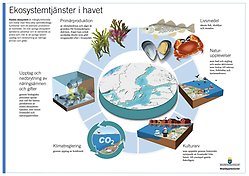 Exempel på ekosystemtjänster i havet. Illustration.