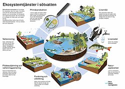 Exempel på ekosystemtjänster i sötvatten. Illustration.