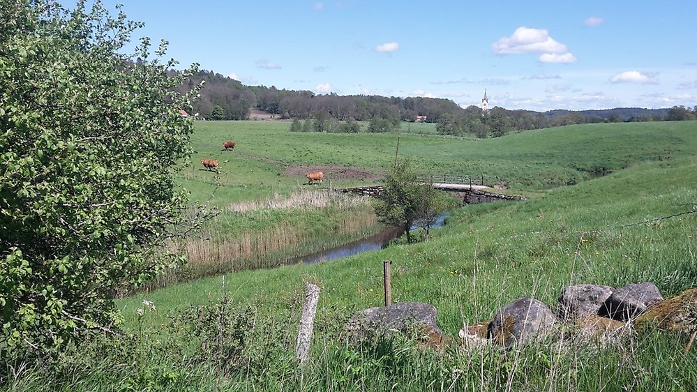 Löftaåns nedre del vid Frillesås Startbild.