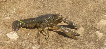 Kräfta.