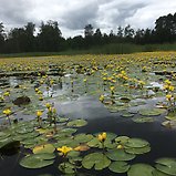 Sjögull. Gula blommor.