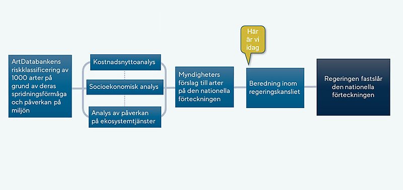 Plan över arbetet med nationell förteckning för invasiva främmande arter