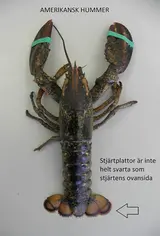 Amerikansk hummer.