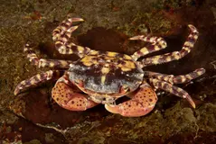 Asiatisk blåskrabba (Hemigrapsus sanguineus)
