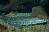 Nordlig ormhuvudfisk